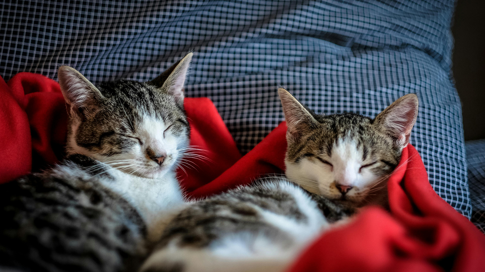 50+ Quotes for Losing Your Pets (Comfort & Remembrance)